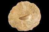Mosasaur (Prognathodon) Tooth In Rock #91246-1